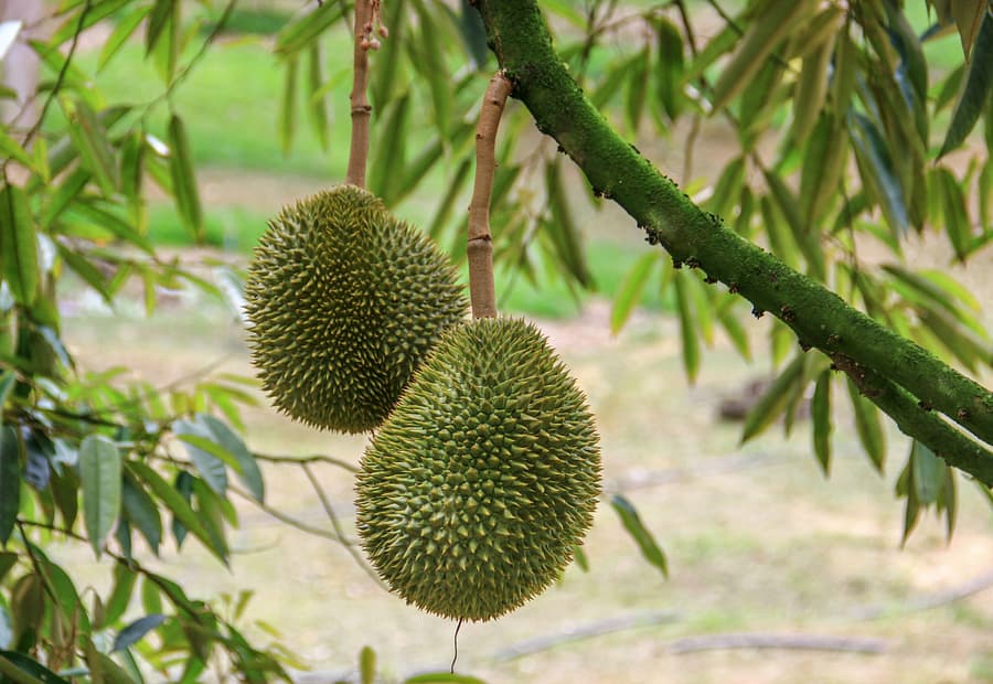 CEO Pleads Not Guilty to RM1.65 Mil Durian Orchard Cheating 1 Durian Farmers Protected, But Buyers Left Vulnerable Without Cap